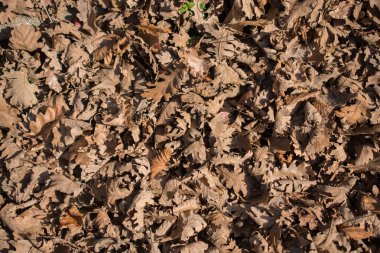 Sonbahar mevsiminin yapraklı dokusu