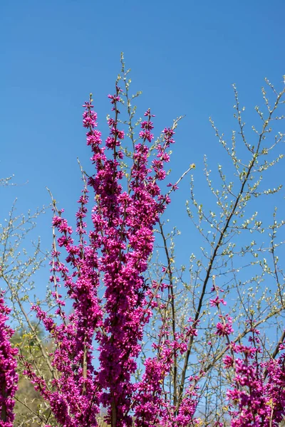 Virágzik Gyönyörű Virágok Tavaszi Szezonban — Stock Fotó