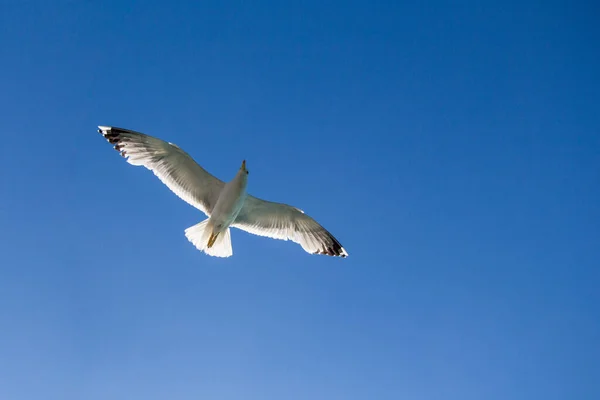 背景として青い空を飛ぶ一羽のカモメ — ストック写真