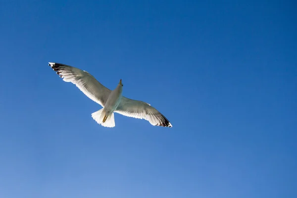 Gaivota Única Voando Céu Azul Como Fundo — Fotografia de Stock