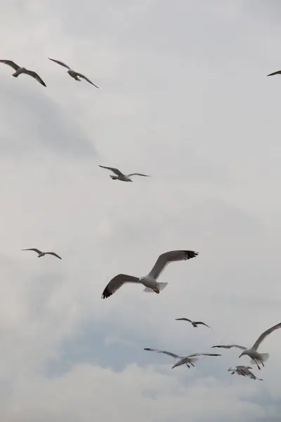 Möwenschwärme Himmel — Stockfoto