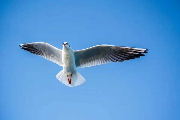 Enkele Meeuw Vliegen Een Blauwe Lucht Achtergrond — Stockfoto