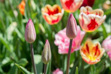 Bahar bahçesinde renkli lale çiçekleri açar.