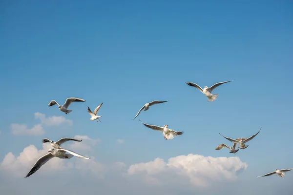 海鸥在天空中飞翔 海鸥飞翔天空作为自由的概念 — 图库照片