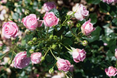 Renkli bir arkaplan olarak açan bahar çiçekleri