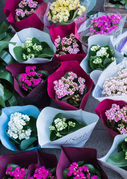 Flores Naturais Frescas Coloridas Bonitas Florescendo Mercado Vaso — Fotografia de Stock