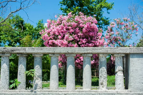 Tree with pink flowers behind fence, sky on the background. Romantic and beautiful plant.