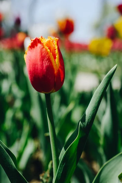 Herausragende Bunte Tulpenblüte Frühlingsgarten — Stockfoto