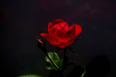 Siyah arkaplanı olan güzel bir gül