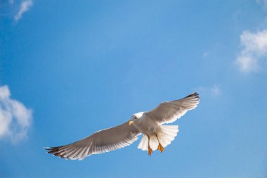 Deniz kuşu martısı özgürlük kavramı olarak gökyüzünde uçuyor.