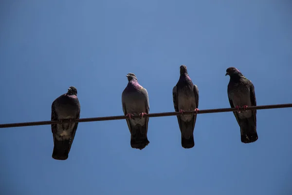 Pássaros Pombo Empoleirados Arame Com Fundo Azul Céu — Fotografia de Stock