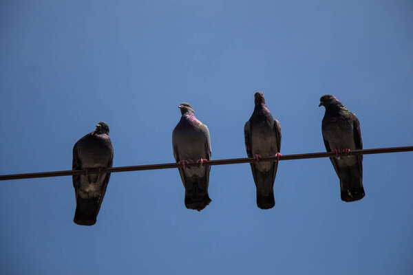 Pigeon birds perched on wire with blue sky background