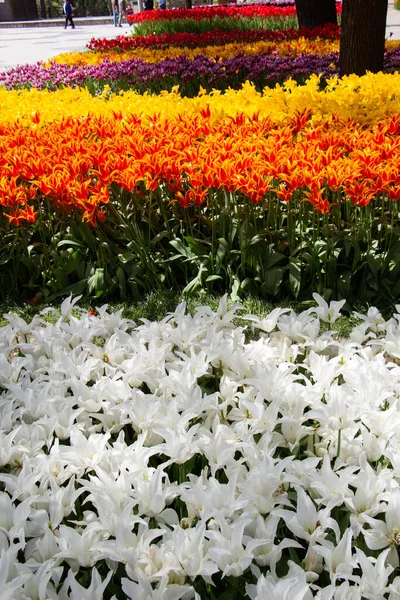 Bloeiende Tulpen Bloemen Als Bloemen Plant Achtergrond — Stockfoto