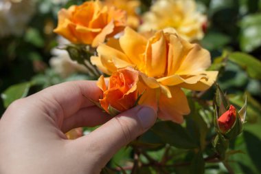 Renkli bir gül çiçeğini tutarken