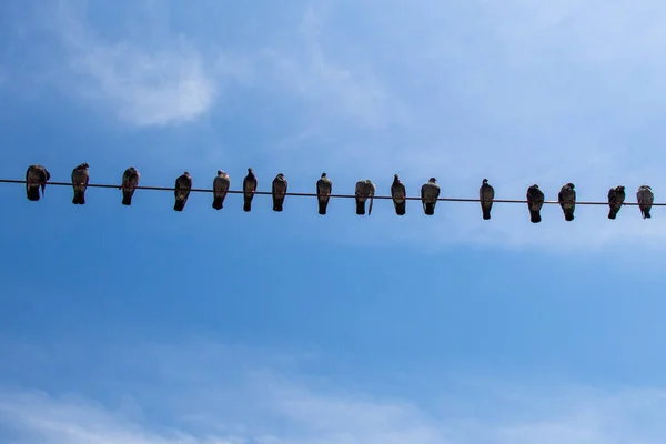 Taubenvögel Hocken Auf Draht Mit Blauem Himmel Hintergrund — Stockfoto