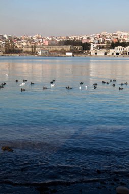 Su yüzeyindeki arka planda su üzerinde kuş sürüsü