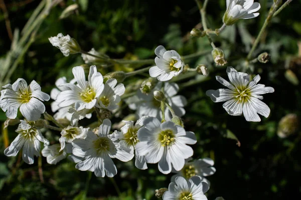 Blommande Vackra Färgglada Vilda Blommor Artvin Höglandet — Stockfoto