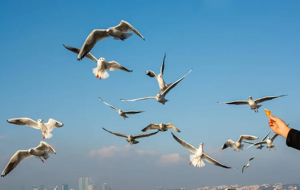 Gaivota Voando Sobre Mar Istambul Ambiente Urbano — Fotografia de Stock