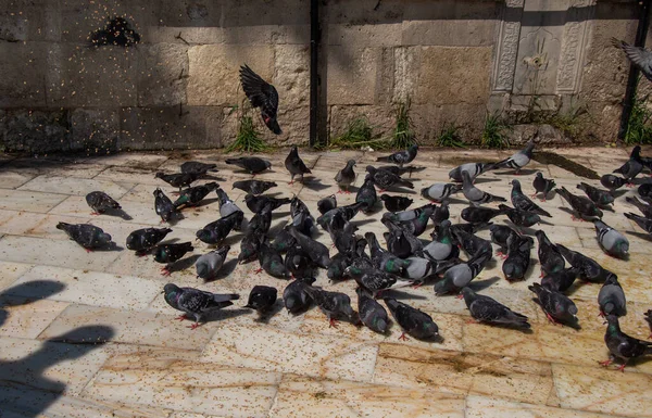 Aves Palomas Encantadoras Alimentan Entorno Urbano — Foto de Stock