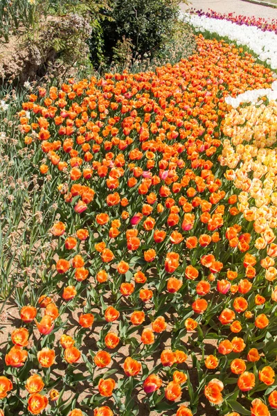 园中开着五彩缤纷的郁金香花作为花朵的背景 — 图库照片