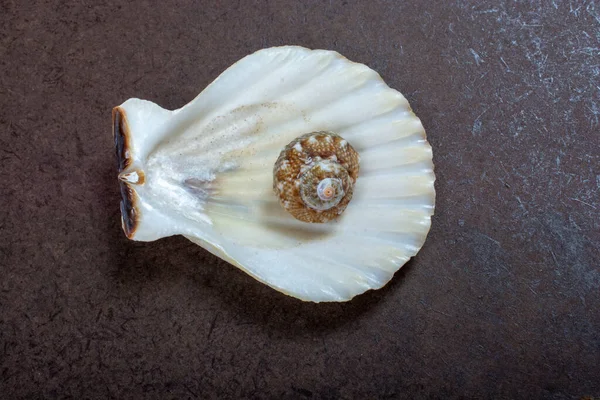 Conchiglia Naturale Macro Texture Seashells Sfondo Texture — Foto Stock