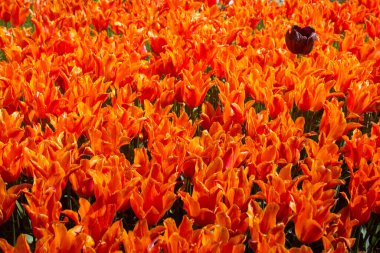 Çiçek açan laleler çiçeklerin arka planında