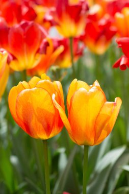 Bahar bahçesinde renkli lale çiçekleri açar.