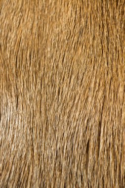 Decorative animal  fur as a background texture clipart