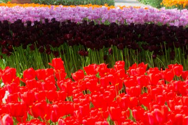 Çiçek açan laleler çiçeklerin arka planında