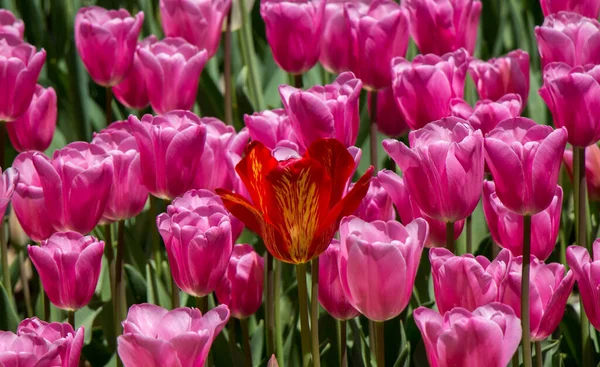 Färgglada Tulpanblommor Blommar Vårträdgården — Stockfoto