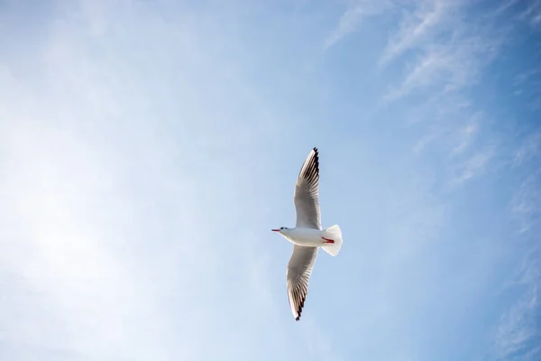 Gaivota Única Voando Fundo Azul Céu — Fotografia de Stock