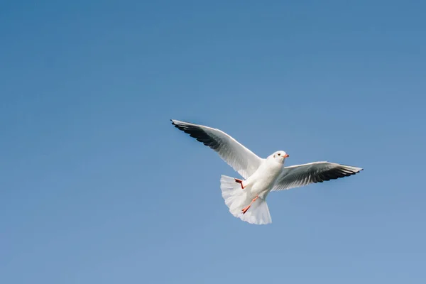 Single Seagull Flying Blue Sky Background — Stock Photo, Image