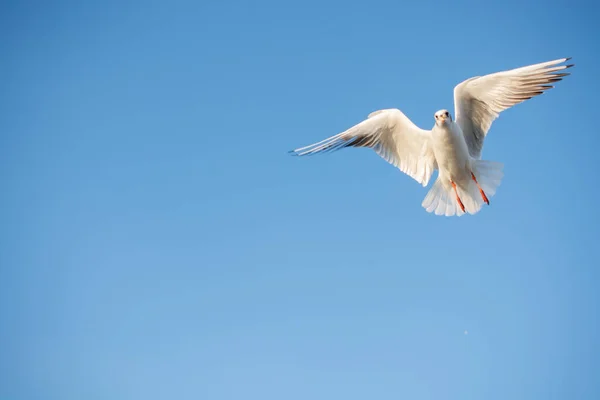 Mouette Des Oiseaux Marins Vole Dans Ciel Comme Concept Liberté — Photo