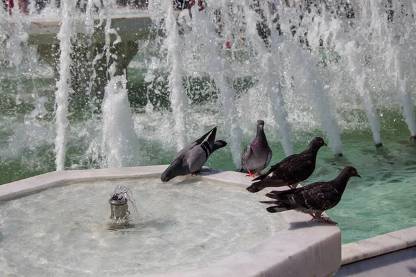 Palomas Sedientas Beben Agua Día Caluroso Fuente — Foto de Stock