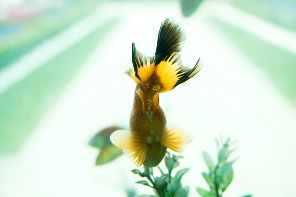 Kleurrijke Vissen Zwemmen Een Aquarium — Stockfoto