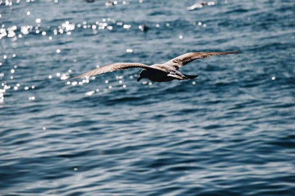 Gaviota Volando Sobre Mar Las Aguas Del Mar — Foto de Stock