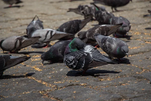 可爱的鸽子在城市环境中觅食 — 图库照片
