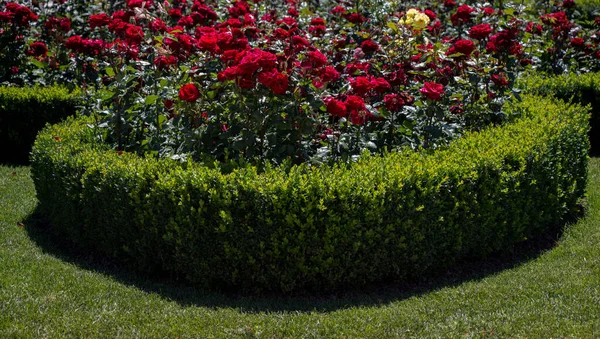 春の庭で美しいバラの束を開花させる — ストック写真