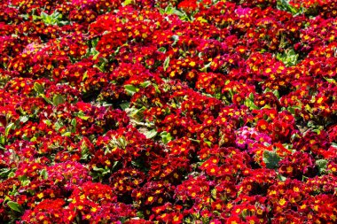 Bahar bahçesinde çiçek açan Comon Primrose (Primula vulgaris çiçekleri