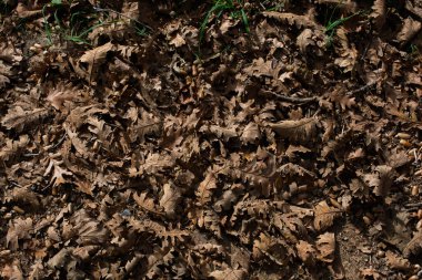 Arka plan için sonbahar yaprakları dokusu. Yaprak arkaplan dokusu