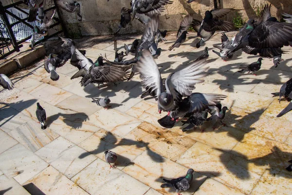 Aves Palomas Encantadoras Alimentan Entorno Urbano — Foto de Stock