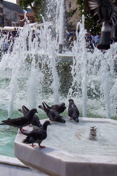 Palomas Sedientas Beben Agua Día Caluroso Fuente — Foto de Stock