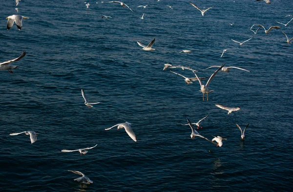 Las Gaviotas Están Sobre Sobre Agua Del Mar — Foto de Stock