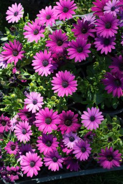 Renkli bir arkaplan olarak açan bahar çiçekleri