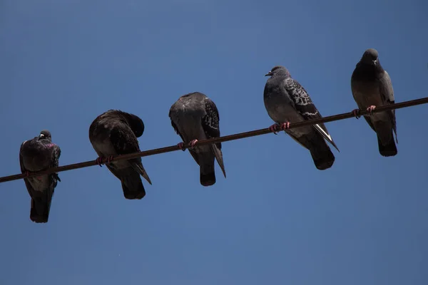 Pássaros Pombo Empoleirados Arame Com Fundo Azul Céu — Fotografia de Stock