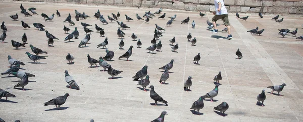 환경에서 비둘기들 먹이를 아름다운 — 스톡 사진