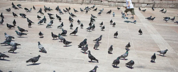 Pequeño Niño Medio Encantadoras Aves Palomas Alimentan Entorno Urbano —  Fotos de Stock