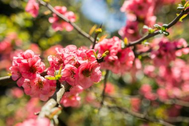 Bahar mevsiminde ağaçlar çiçek açar.