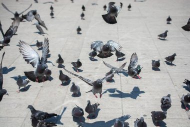 Güzel güvercin kuşları, şehir güvercinleri şehir ortamında yaşıyor.