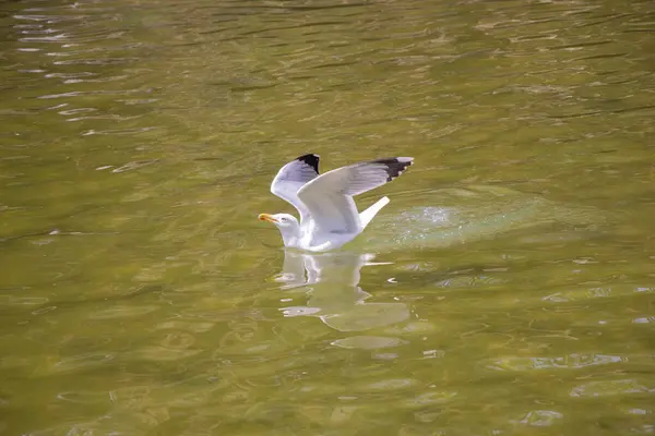 Gaivota Sobre Sobre Águas Lagoa Parque — Fotografia de Stock